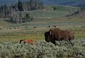 A008 Yellowstone N.P.